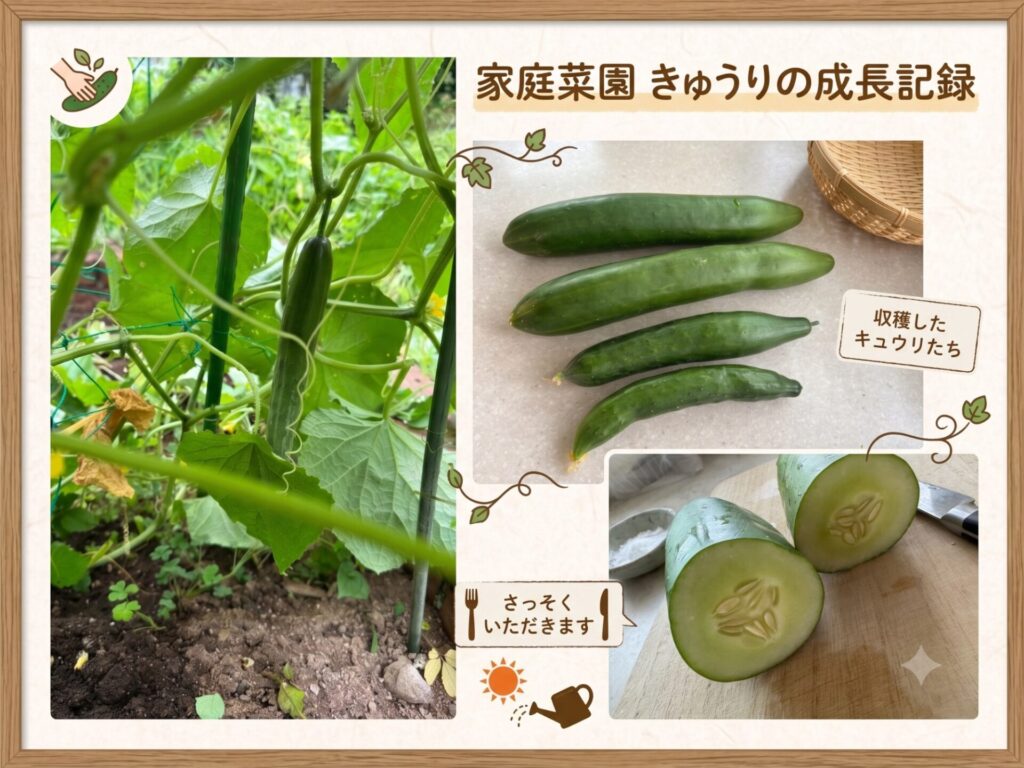 支柱に実る緑鮮やかなきゅうりと収穫した実の断面の家庭菜園写真