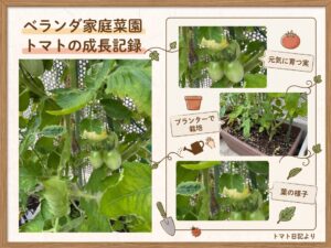 プランターで育つミニトマトの青い実と葉の成長記録写真