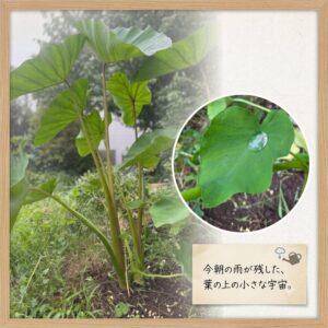 里芋の大きな葉に浮かぶ雨上がりの水滴のクローズアップ写真
