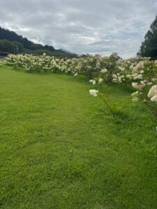白とピンクの紫陽花が咲き誇る芝生の斜面と遠くの山並み